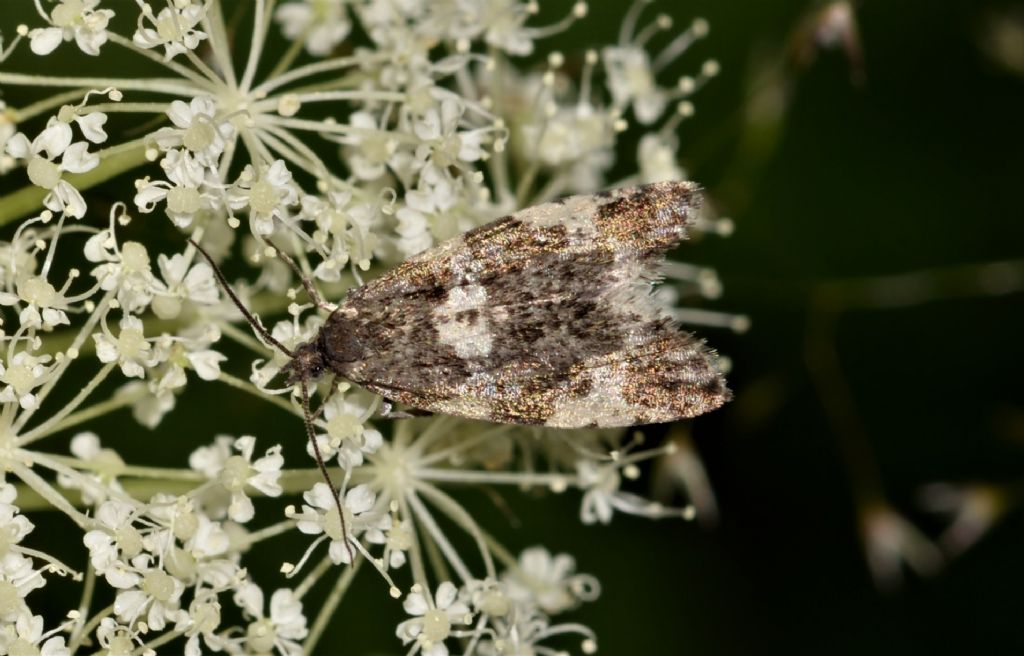 Tortricidae: Aterpia corticana?  S !